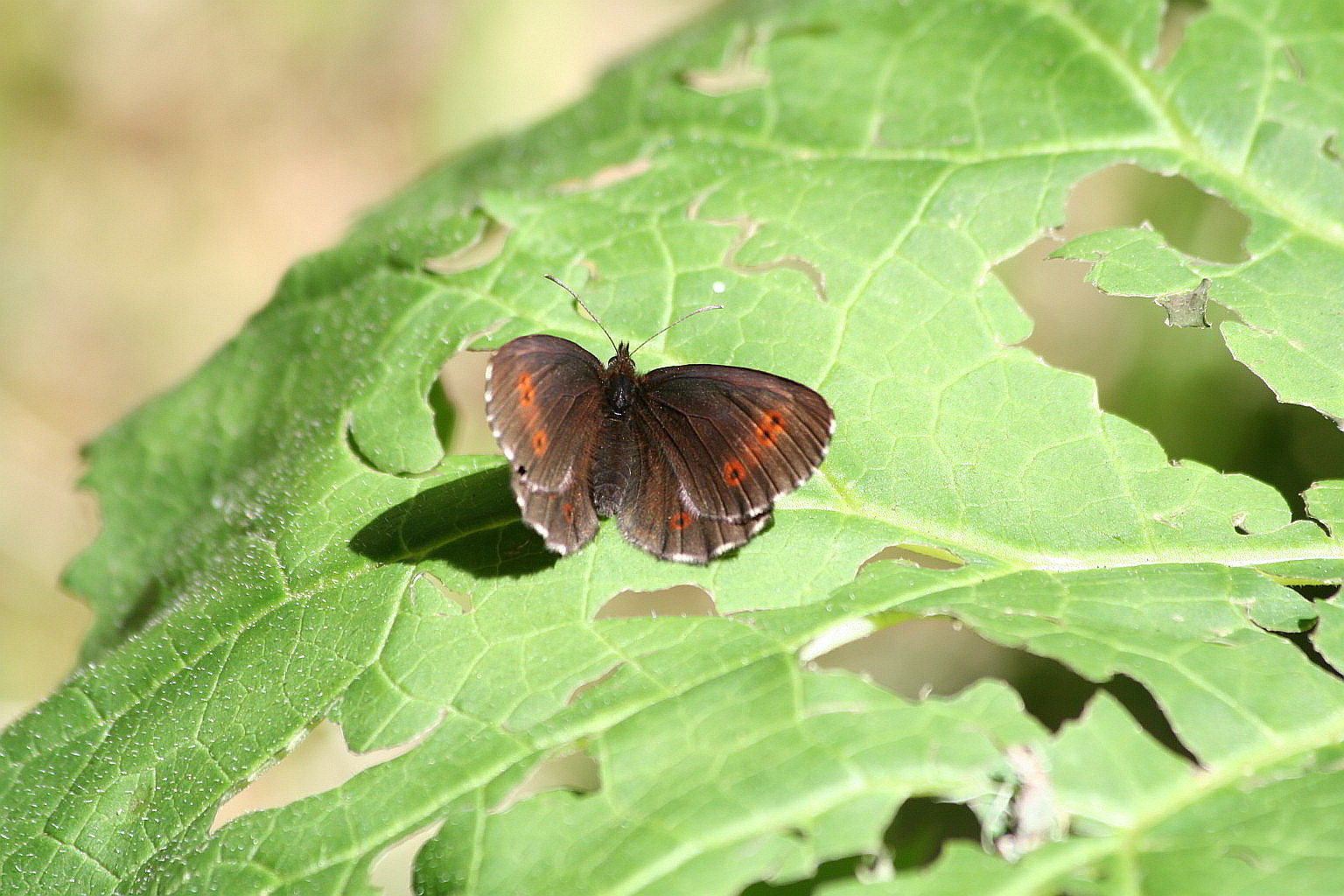 determinazione erebia